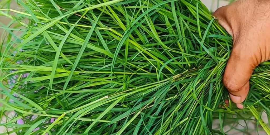 Durva Grass
